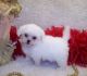 Shih-Poo Puppies for sale in Jackson, MS, USA. price: NA
