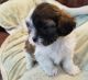 Shih-Poo Puppies for sale in Hutchinson, KS, USA. price: $600