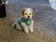 Shih-Poo Puppies for sale in Federal Way, WA, USA. price: NA