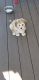 Shih-Poo Puppies for sale in Belleville, IL, USA. price: NA