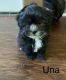 Shih-Poo Puppies for sale in Paw Paw, MI 49079, USA. price: NA