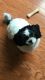 Shih-Poo Puppies for sale in Knoxville, TN, USA. price: NA