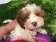 Shih-Poo Puppies for sale in Pomeroy, OH, USA. price: NA