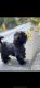 Shih-Poo Puppies for sale in Riverside Airport, Riverside, CA, USA. price: $800