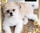 Shih-Poo Puppies for sale in Howell, MI, USA. price: NA