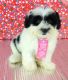 Shih-Poo Puppies for sale in Shelton, CT 06484, USA. price: NA