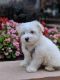 Shih-Poo Puppies for sale in Charlotte, NC, USA. price: NA