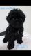 Shih-Poo Puppies for sale in Shirley, NY, USA. price: NA