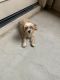 Shih-Poo Puppies for sale in Gilbert, AZ, USA. price: NA