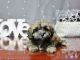 Shih-Poo Puppies for sale in Columbus, OH, USA. price: NA