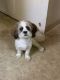 Shih-Poo Puppies for sale in Albany, NY, USA. price: NA