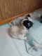 Shih-Poo Puppies for sale in Berne, IN 46711, USA. price: NA