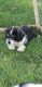 Shih-Poo Puppies for sale in Victorville, CA, USA. price: NA