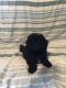 Shih-Poo Puppies for sale in Glenview, IL 60026, USA. price: NA