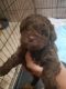 Shih-Poo Puppies for sale in Churchill Rd, Jefferson, NY, USA. price: NA