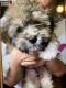 Shih-Poo Puppies for sale in 8406 Newbys Mill Dr, Chesterfield, VA 23832, USA. price: NA