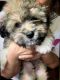 Shih-Poo Puppies for sale in 8406 Newbys Mill Dr, Chesterfield, VA 23832, USA. price: NA
