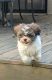 Shih-Poo Puppies for sale in Strongsville, OH, USA. price: $800