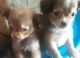 Shih-Poo Puppies for sale in Phoenix, AZ, USA. price: NA