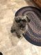 Shih-Poo Puppies for sale in De Graff, OH 43318, USA. price: NA