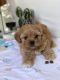 Shih-Poo Puppies for sale in Selden, NY 11784, USA. price: $1,500