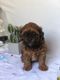 Shih-Poo Puppies for sale in Selden, NY 11784, USA. price: NA