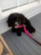 Shih-Poo Puppies for sale in New Orleans, LA, USA. price: NA