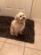 Shih-Poo Puppies for sale in St. Charles, IL, USA. price: $1,000