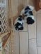 Shih-Poo Puppies for sale in DeLand, FL 32724, USA. price: NA