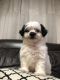 Shih-Poo Puppies for sale in Kissimmee, FL, USA. price: NA