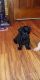 Shih-Poo Puppies for sale in Albion, NY 14411, USA. price: NA