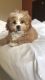 Shih-Poo Puppies for sale in Norwalk, CT, USA. price: NA