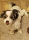 Shih-Poo Puppies for sale in Taylor, MI 48180, USA. price: NA