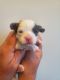 Shih-Poo Puppies for sale in Chatsworth, GA 30705, USA. price: NA