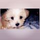Shih-Poo Puppies for sale in 9501 Brockbank Dr, Dallas, TX 75220, USA. price: $50