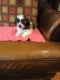 Shih-Poo Puppies for sale in Atlas, MI 48411, USA. price: $600