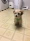 Shih-Poo Puppies for sale in Lancaster, PA, USA. price: NA