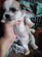 Shih-Poo Puppies for sale in Blacksburg, SC 29702, USA. price: NA