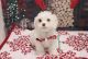 Shih-Poo Puppies for sale in Las Vegas, NV 89139, USA. price: $1,650