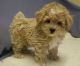 Shih-Poo Puppies for sale in Killeen, TX, USA. price: NA