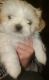 Shih-Poo Puppies for sale in Chepachet, RI 02814, USA. price: NA