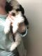 Shih-Poo Puppies for sale in Wilmington, OH 45177, USA. price: $600
