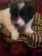 Shih-Poo Puppies for sale in Rockford, IL, USA. price: NA
