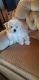 Shih-Poo Puppies for sale in Mohave Valley, AZ 86440, USA. price: NA