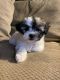 Shih-Poo Puppies for sale in North Royalton, OH 44133, USA. price: NA