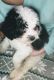 Shih-Poo Puppies for sale in Wilmington, OH 45177, USA. price: NA