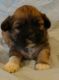 Shih-Poo Puppies for sale in Sanborn, MN 56083, USA. price: NA