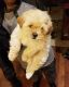 Shih-Poo Puppies for sale in Simpsonville, SC, USA. price: NA