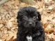 Shih-Poo Puppies for sale in Sturgis, MI 49091, USA. price: NA