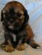 Shih-Poo Puppies for sale in Sanborn, MN 56083, USA. price: $600